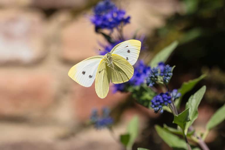 flying cabbage white butterfly in front of Caryopteris flowers, with open wings in frontal view