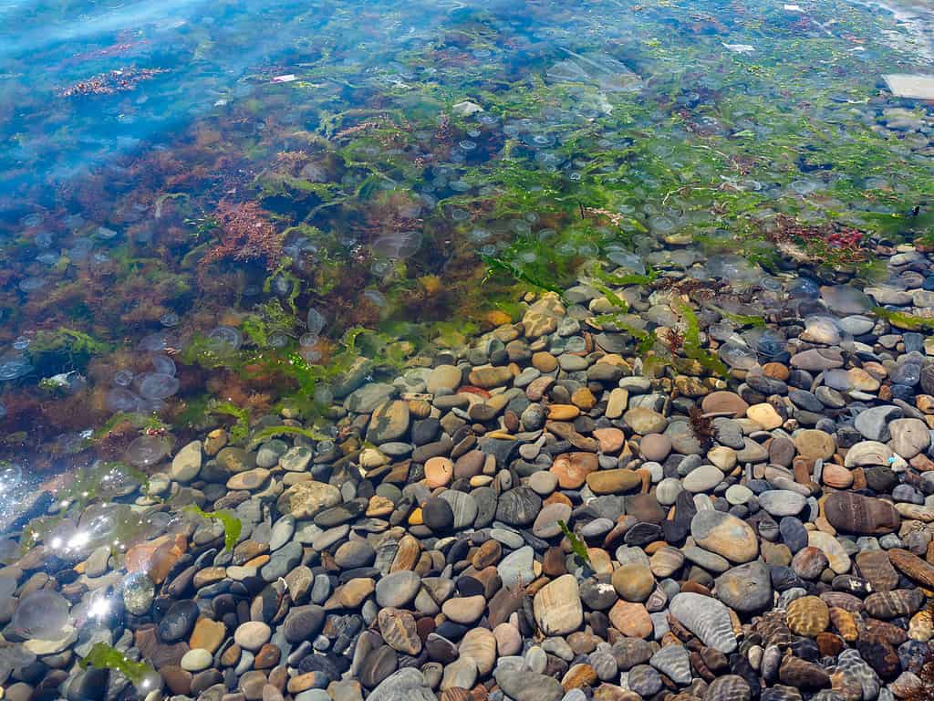 many jellyfish, algae and garbage on the seashore