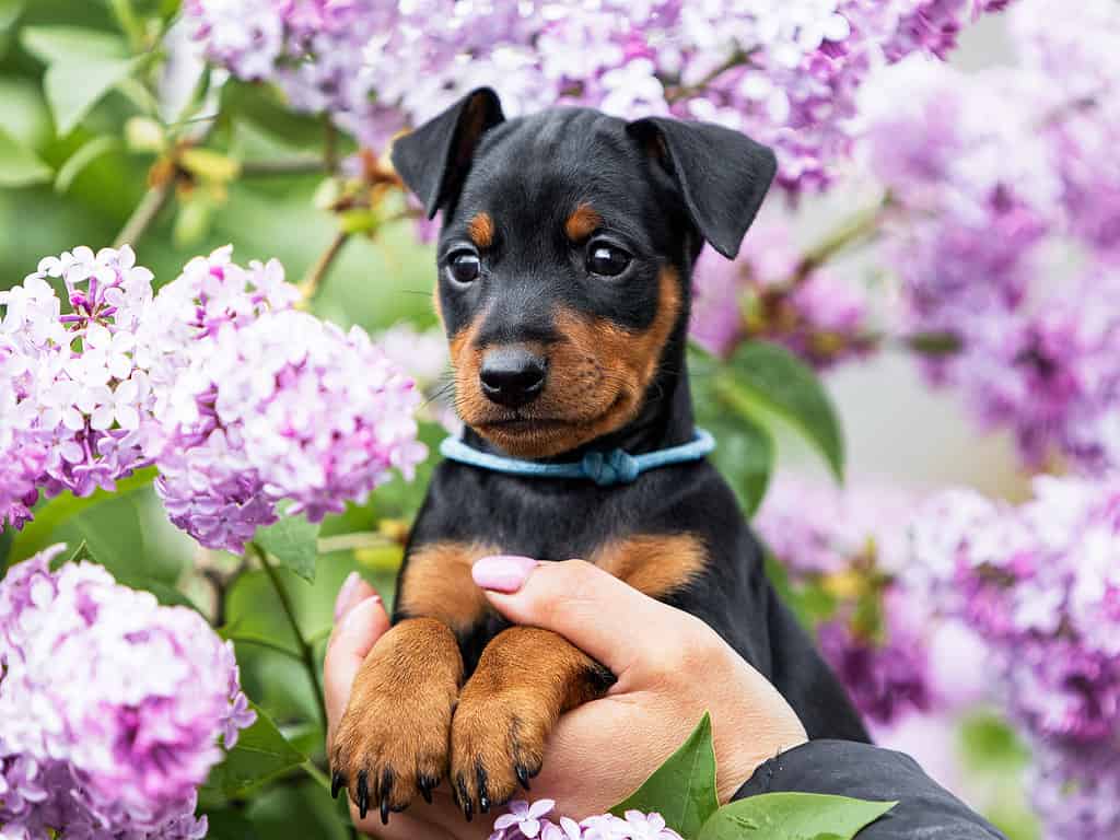 Close-up portrait of a black and tan miniature pinscher puppy in lilac colors