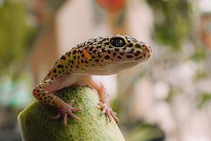 This Is How Long Your Leopard Gecko Can Go without Eating, and When It’s Dangerous photo