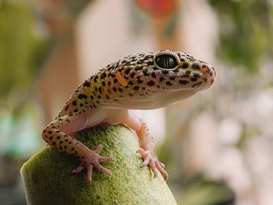 A This Is How Long Your Leopard Gecko Can Go without Eating, and When It’s Dangerous