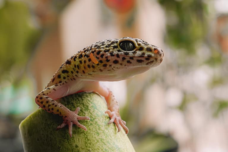 Gecko Poop: Everything You've Ever Wanted to Know - A-Z Animals