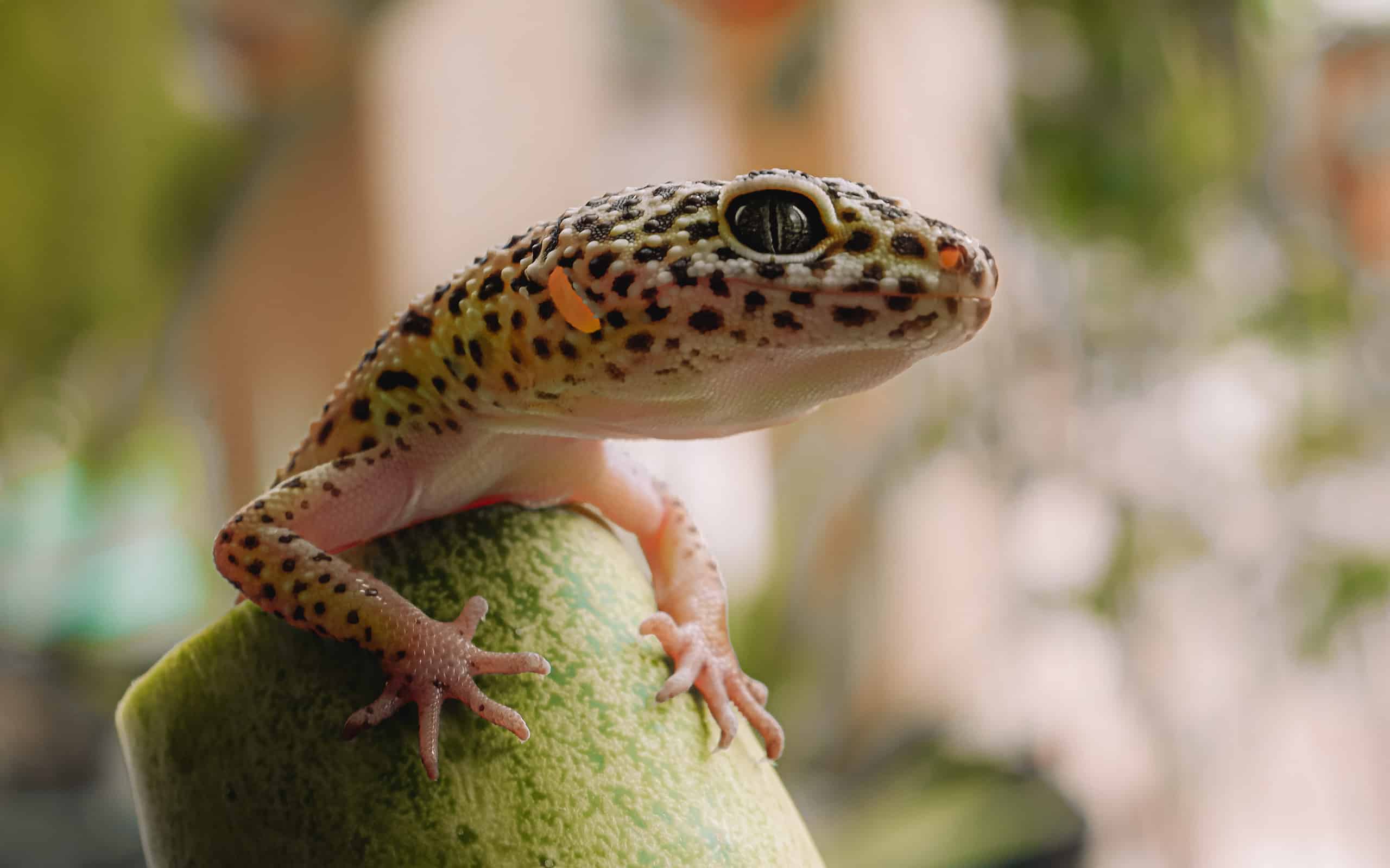 Leopard gecko (Eublepharis macularius) is a cathemeral, ground-dwelling lizard naturally found in the highlands of Asia and throughout Afghanistan, to parts of northern India, often kept as a pet reptile.
