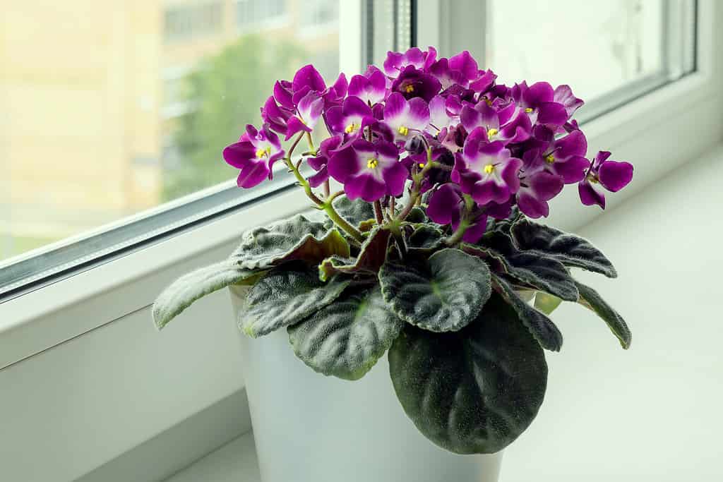 A blooming lilac African violet grows on a home windowsill near the window.