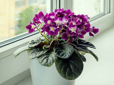 A Growing African Violets – A Complete Houseplant Care Guide