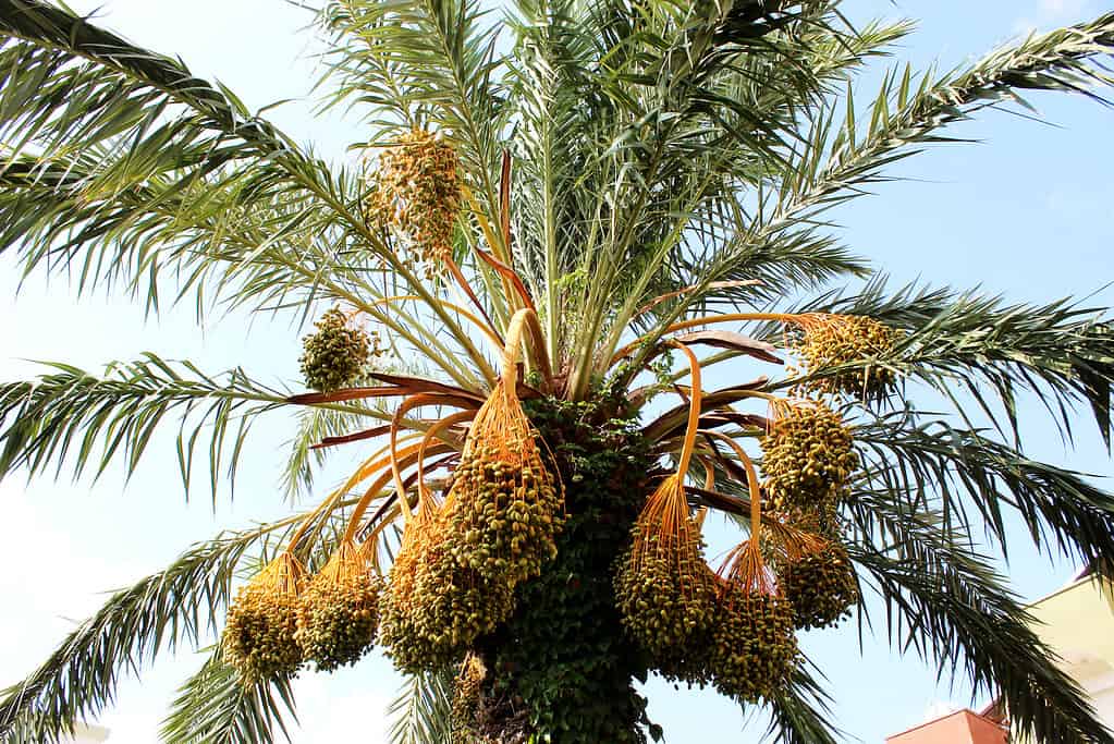 Phoenix sylvestris, silver date palm, sugar date palm, hurma ağacı