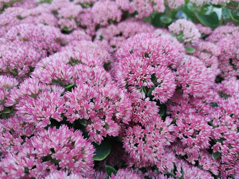 stonecrop flowers