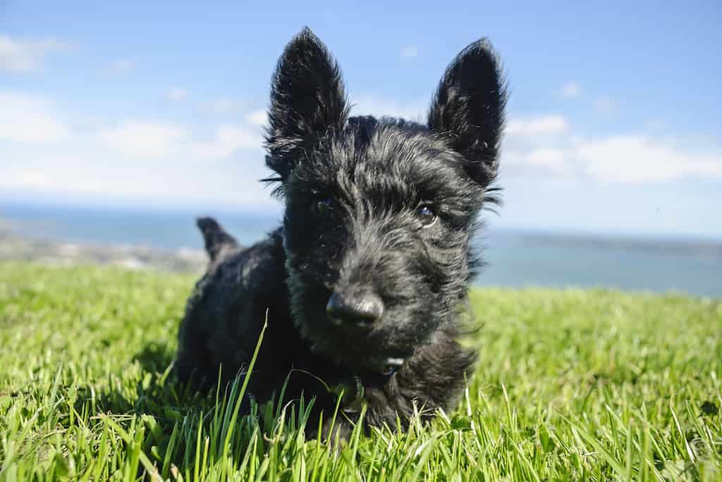Scottish Terrier Puppy, closeup, in long grass.