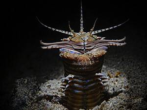 Discover the Bobbit Worm: The Terrifying Fish-Snatching Creature Of the Sea Picture