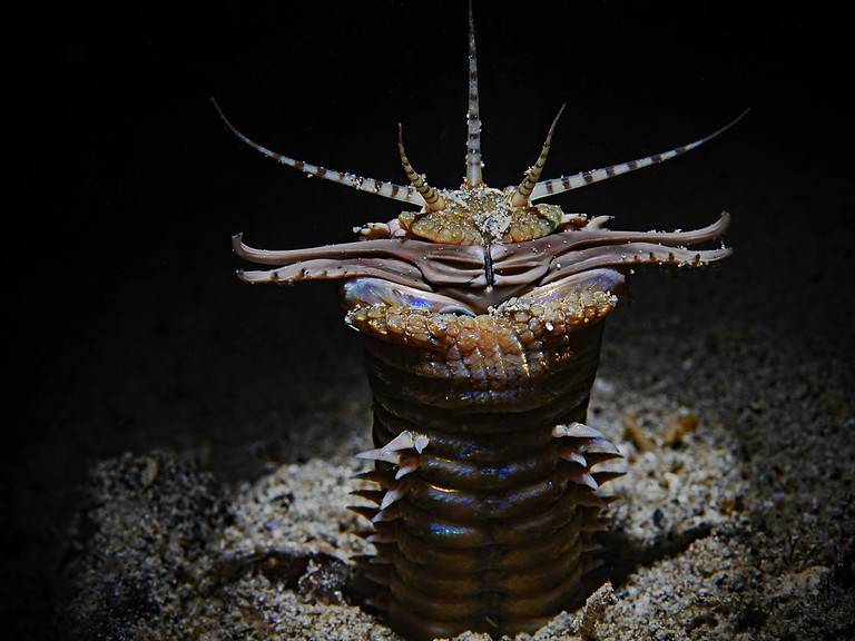 Bobbit Worm at night (Eunice aphroditois)