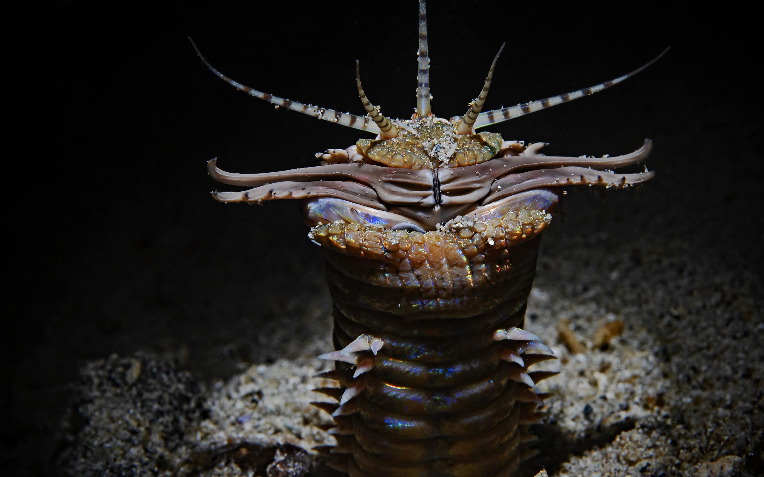 Terrifying Fish Terrifying Fish