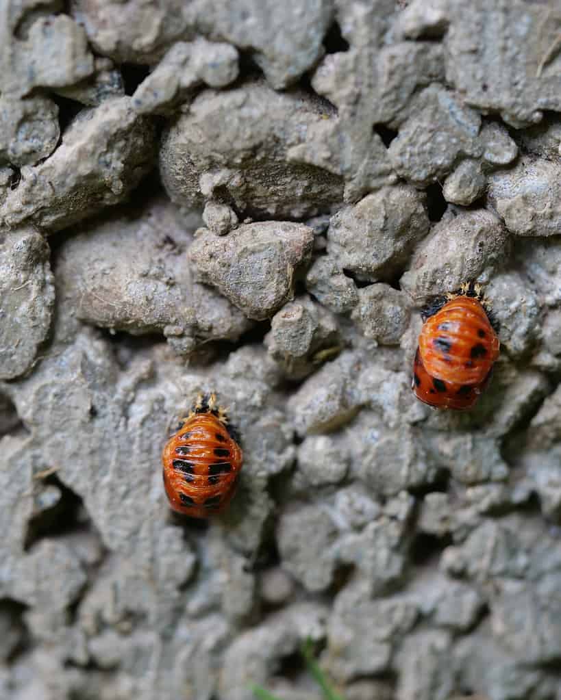 Two Harlequin lady beetle pupae