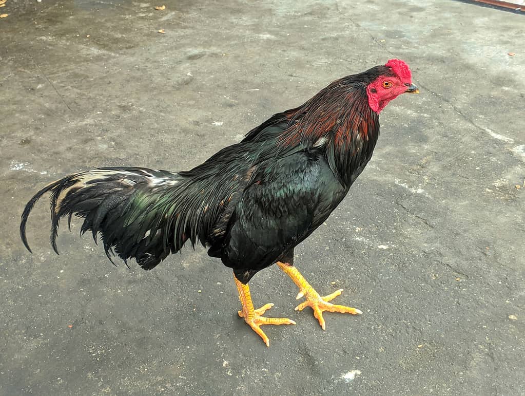 Asil or Aseel is a breed or group of Indian game chicken breeds. the rooster is outdoors