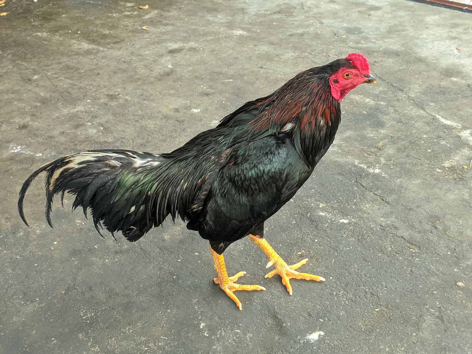 12-tallest-chicken-breeds-in-the-world-a-z-animals