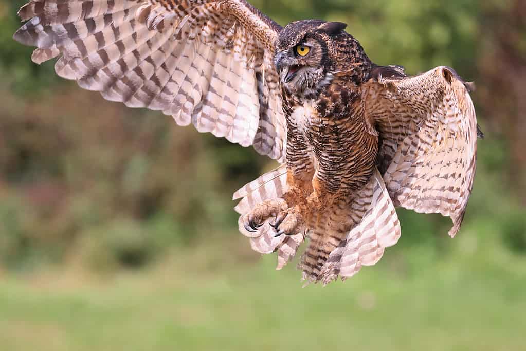 Great-horned owl flying in the forest on green background, Quebec