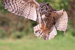 Do Owls Attack Dogs? 6 Ways To Keep Your Furry Friend Safe Picture