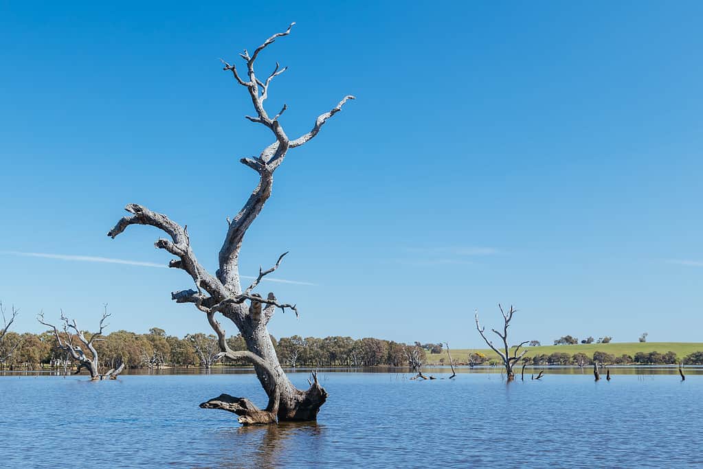 Lake Eppalock in Victoria Australia