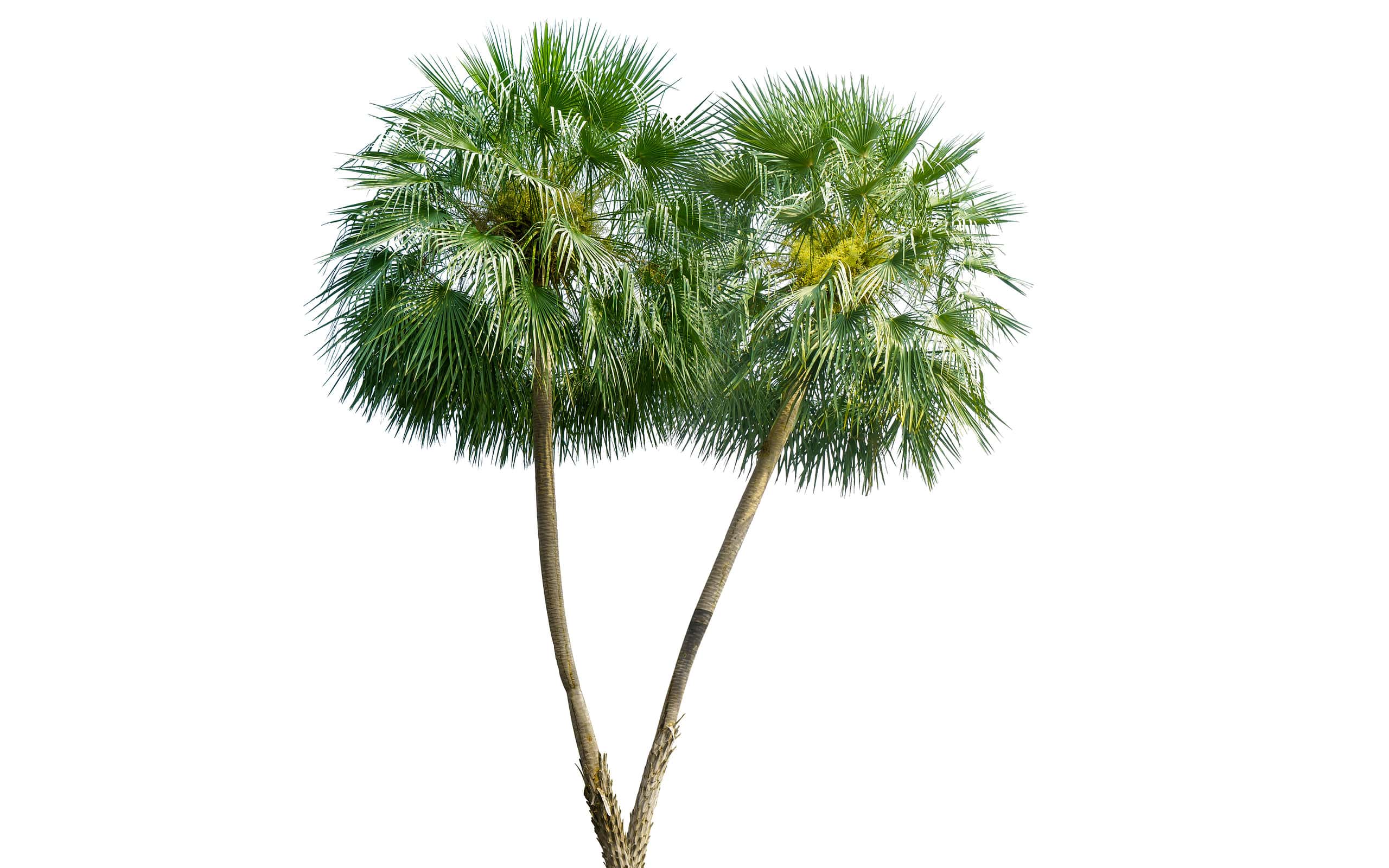 Chinese fan palm.