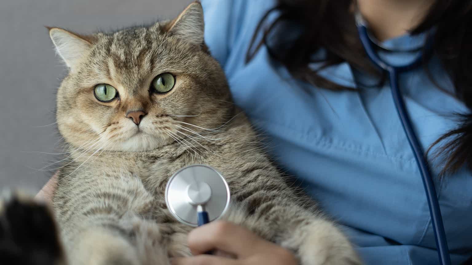 Drontal Dosage Chart for Cats: Risks, Side Effects, Dosage, and More