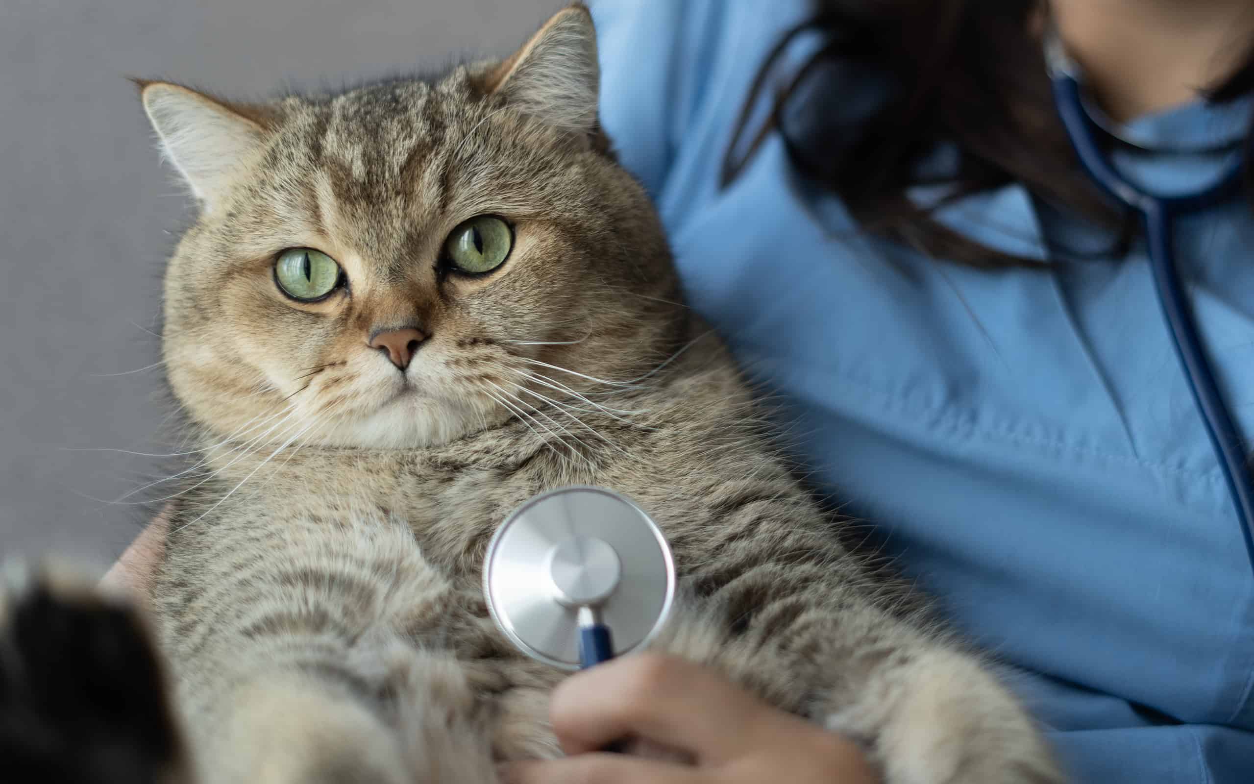 British short hair cat at veterinarian