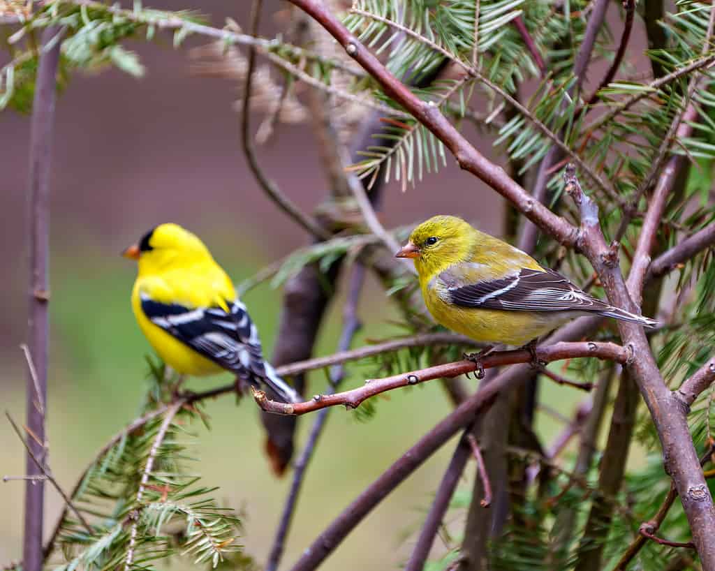 American Goldfinch Photo and Image. Close-up side view couple perched on a branch with forest background in their environment and habitat