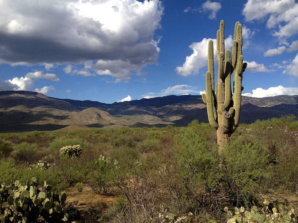 Lone Saguaro Cactus at a Plain