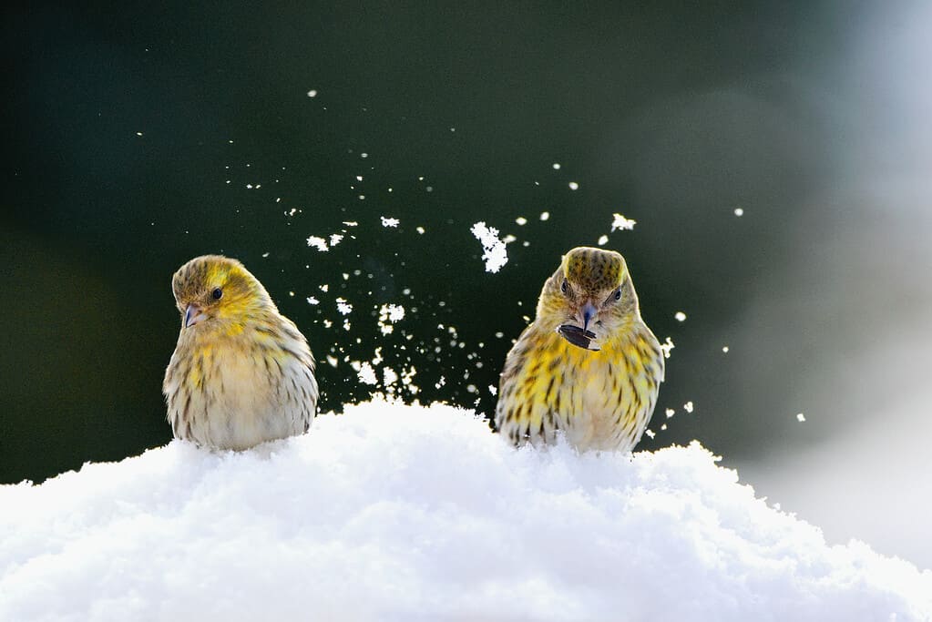 Winter scenery with Eurasian siskin birds (Spinus spinus) searching for food in the snow .