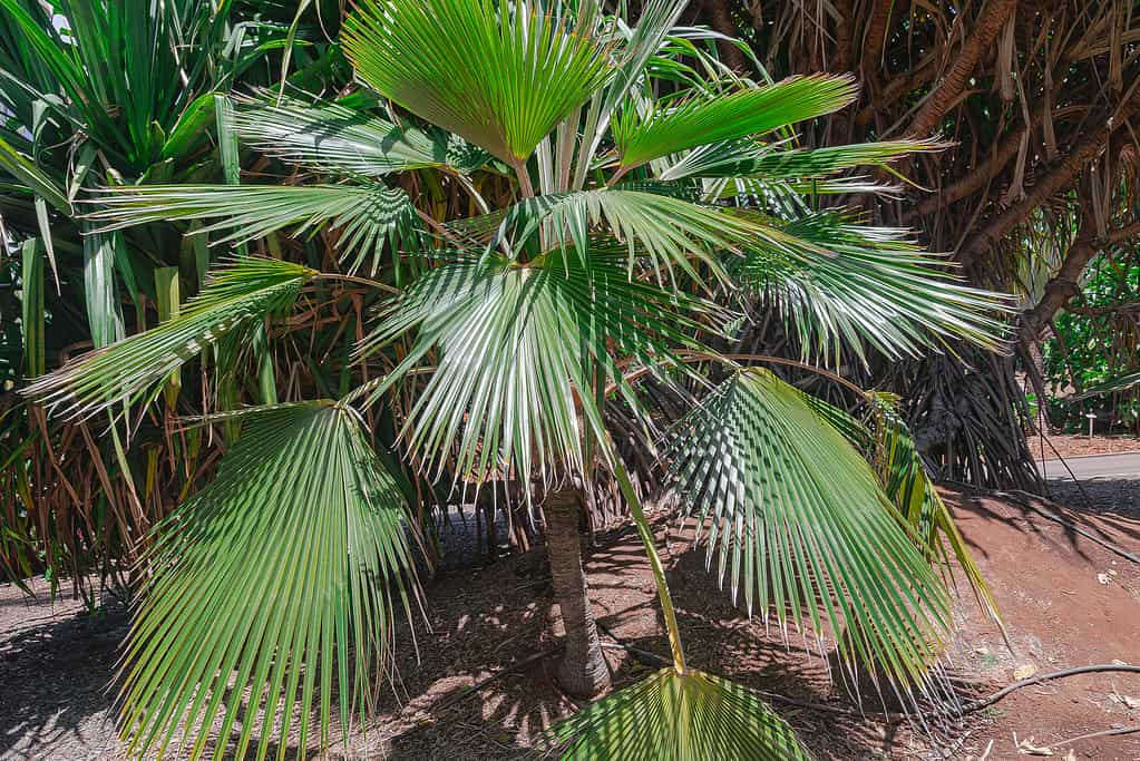 Alakai Swamp pritchardia palm tree