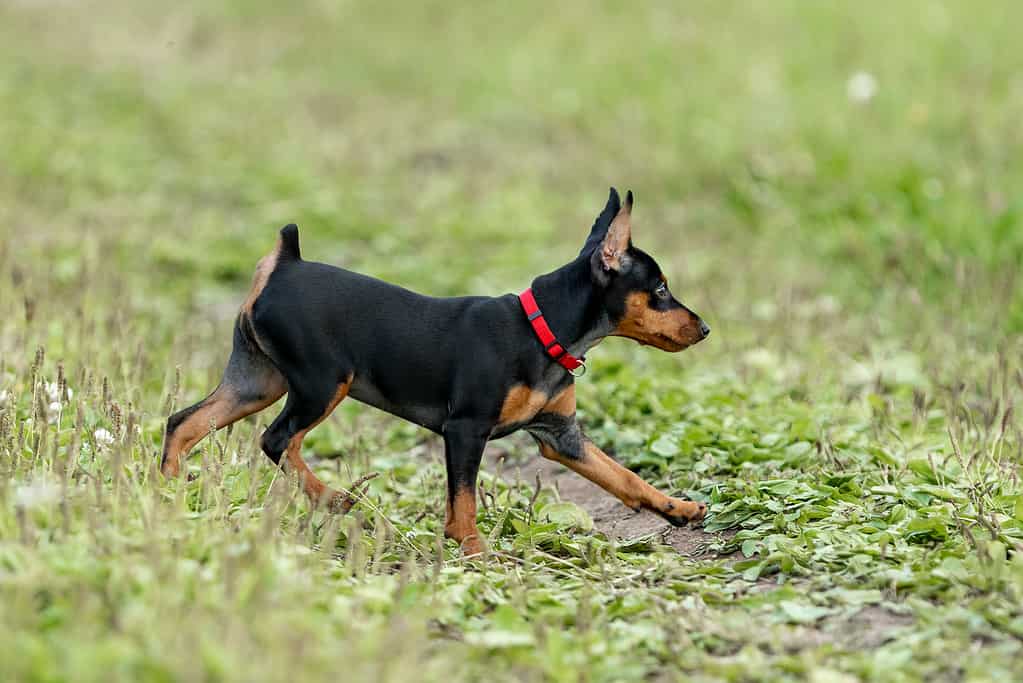 A black and tan miniature pinscher puppy in a red collar runs along a green lawn, side view
