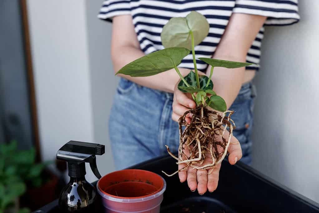 Woman repotting anthurium silver blush into a new flower pot.