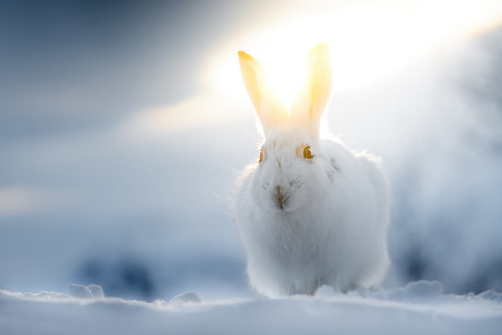 Mountain Hare in the winter sunset