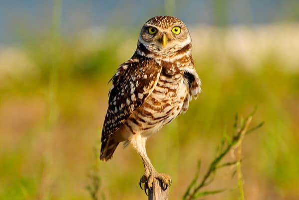 Discover 13 Types of Owls in Arizona (From Rarest to Most Common) - A-Z ...