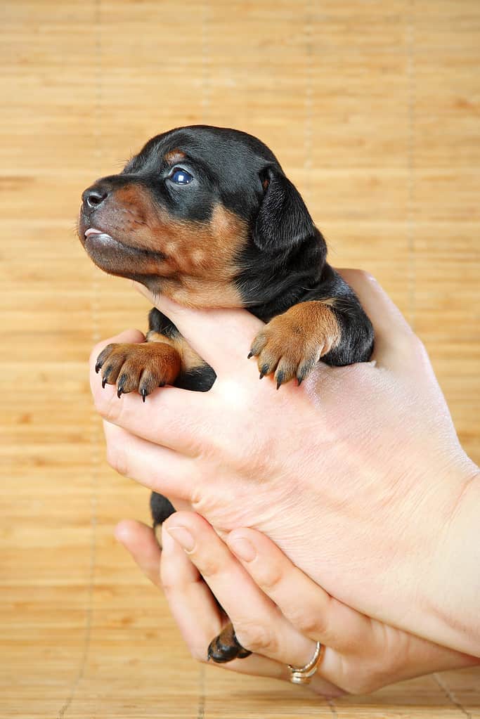 Doberman pinscher puppies weigh only a little more than a pound at birth.