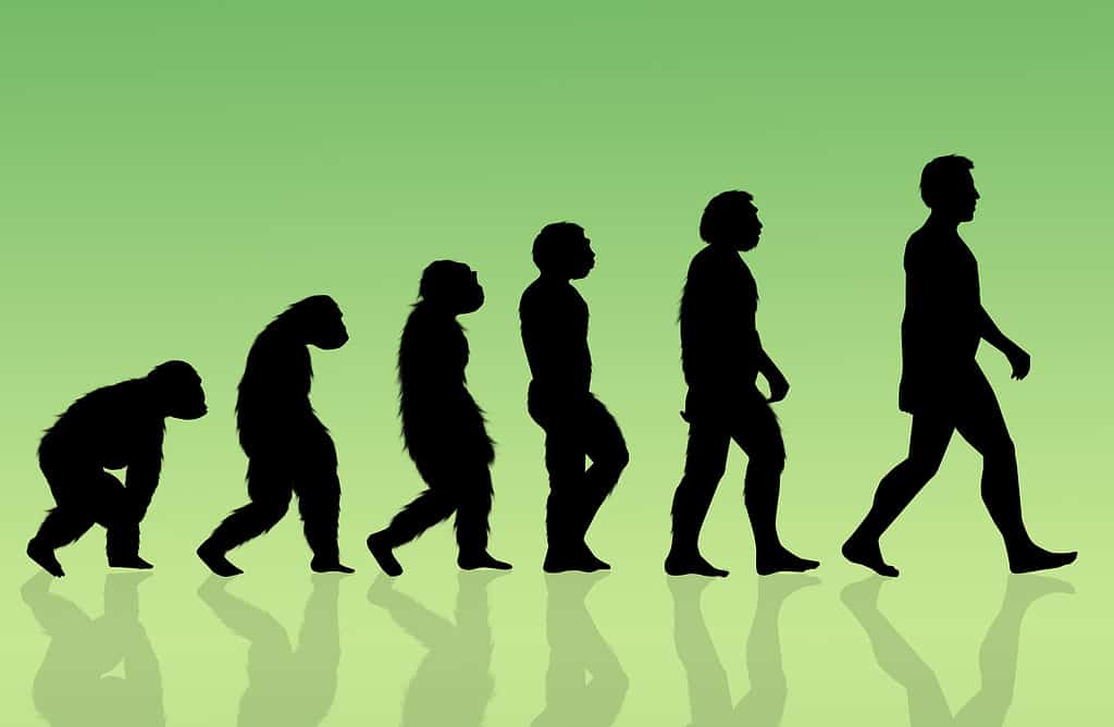 Silhouetted figures of the evolution process
