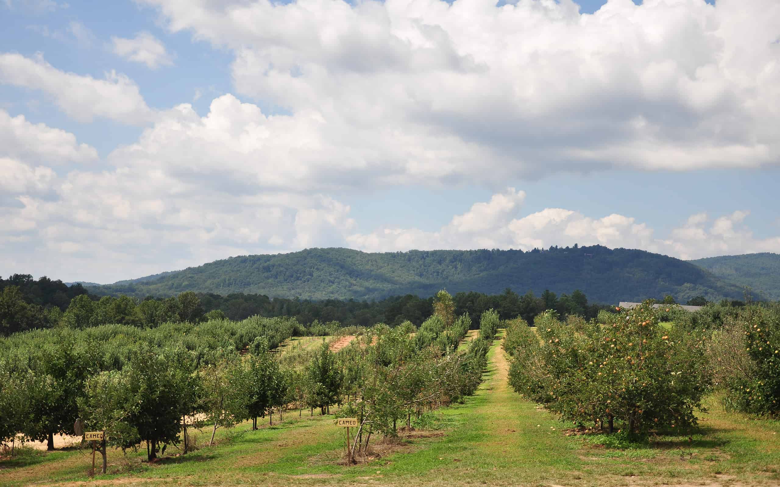 Organic apple farm in the mountains of North Carolina