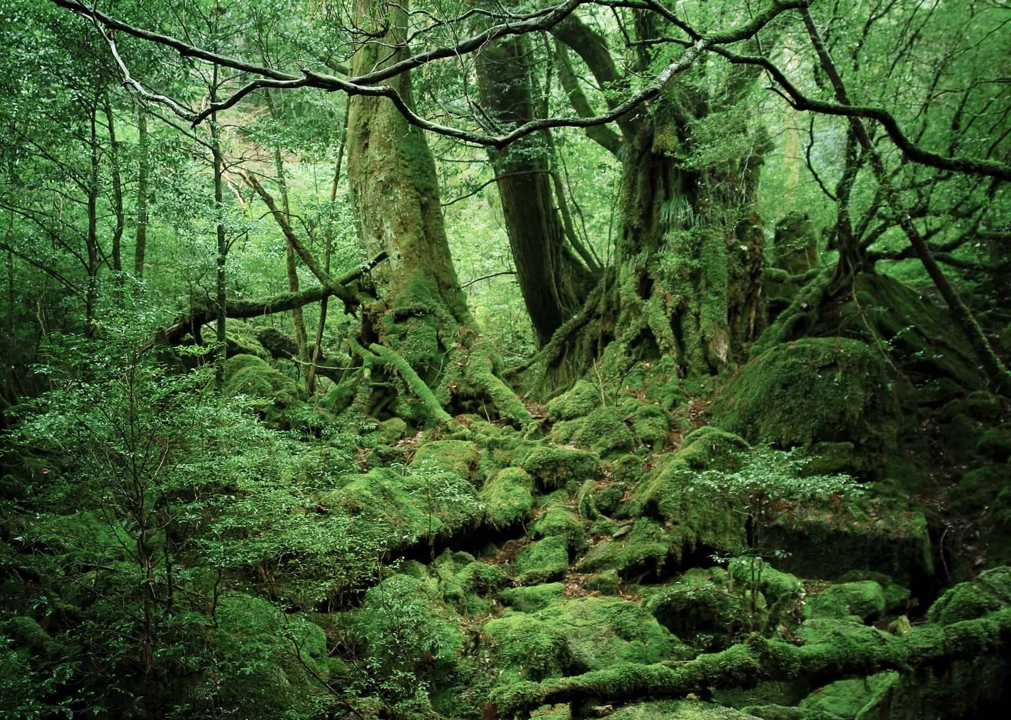 Yakushima Island, Forest, Moss, Yakusugi Cedar, Kagoshima Prefecture
