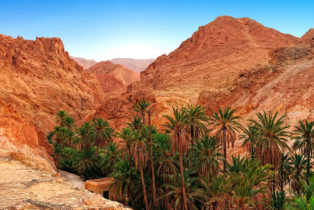 Palm trees and rocky landscape of mountain oasis Chebika