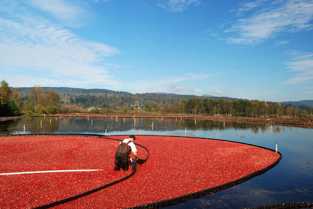 farmer harvesting cranberries in bog