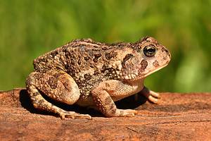 Can Toads Swim? 5 Facts About Their Relationship with Water Picture