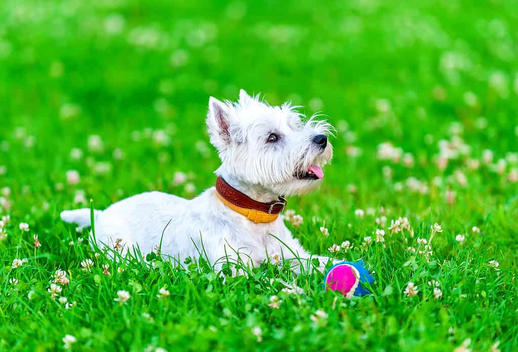 attentive West highland white terrier with ball dog toy