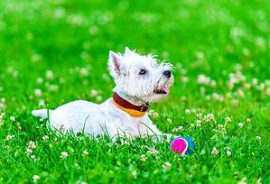 How to Groom a Westie: 6 Important Steps to Follow Picture
