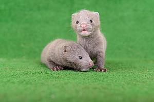 Baby Mink: 10 Adorable Pictures and 9 Incredible Facts Picture