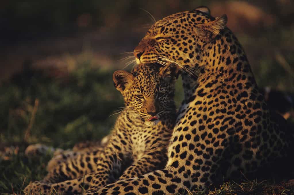 Leopard mother and cub (Panthera pardus), resting in grass, Kenya
