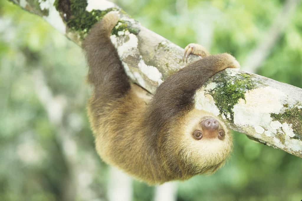 Hoffman's two-toed sloth (Choloepus hoffmani)