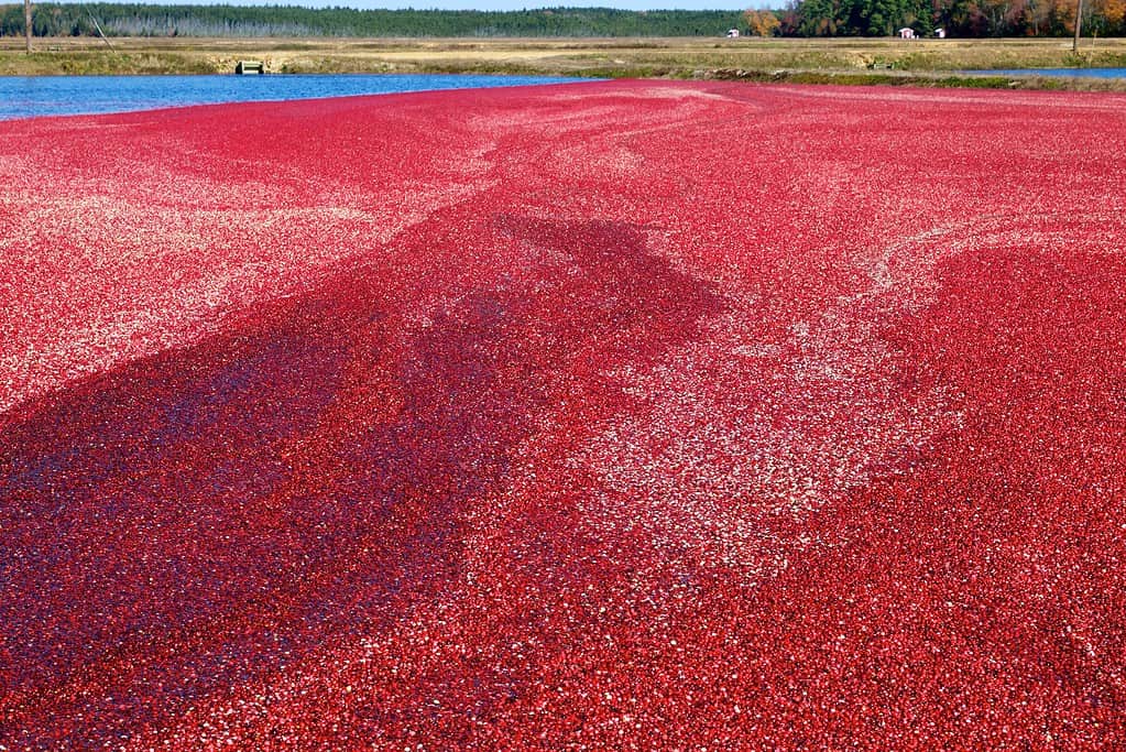 Cranberries await harvest in a New Jersey cranberry bog.