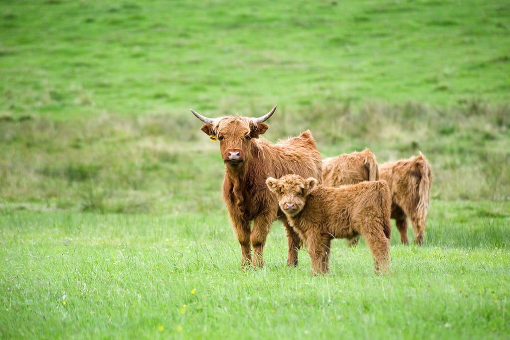 Highland cattle - mother and calf at a green pasture