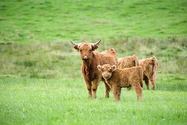 Dreaming of Cows: Discover the Spiritual Meaning and Interpretation - A ...