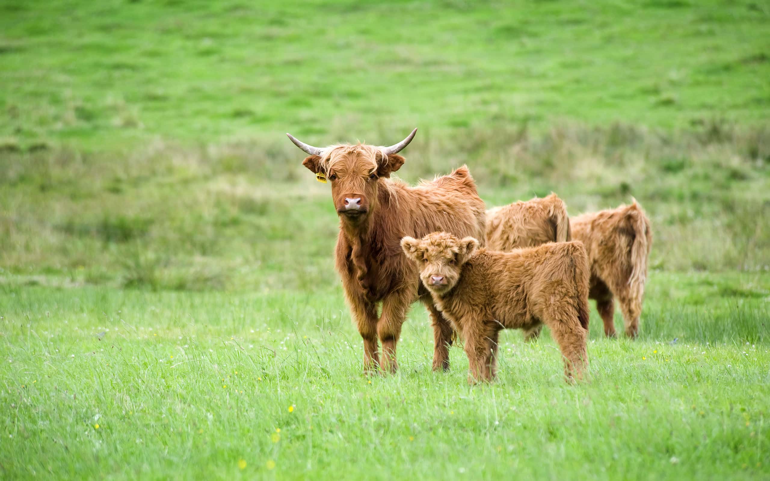 Highland cattle - mother and calf at a green pasture