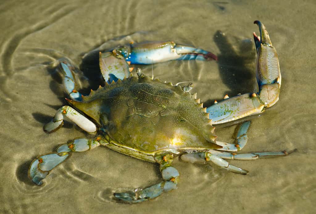 Crab bodies are flat, wide, and low-lying with exoskeletons and pincers.