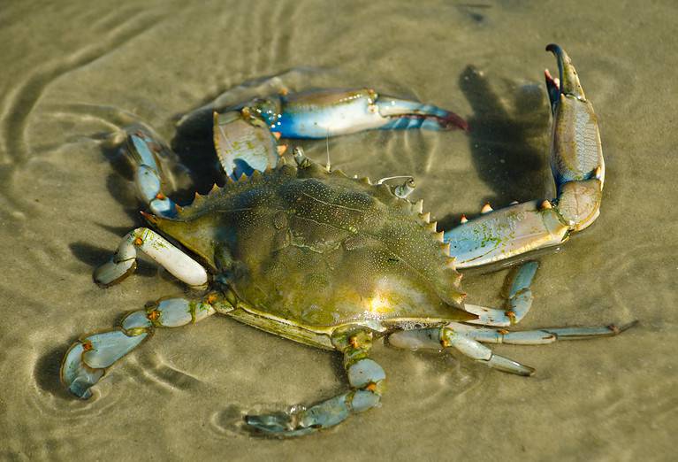 Virginia Crabbing Season Timing, Bag Limits, and Other Important Rules